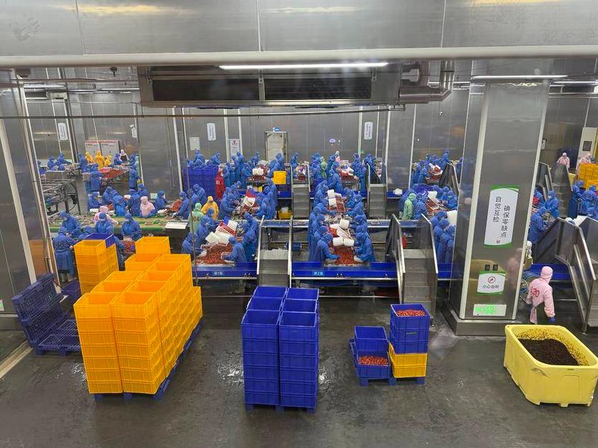 石首農產品加工業 開足馬力生產忙 產銷兩旺勢頭好